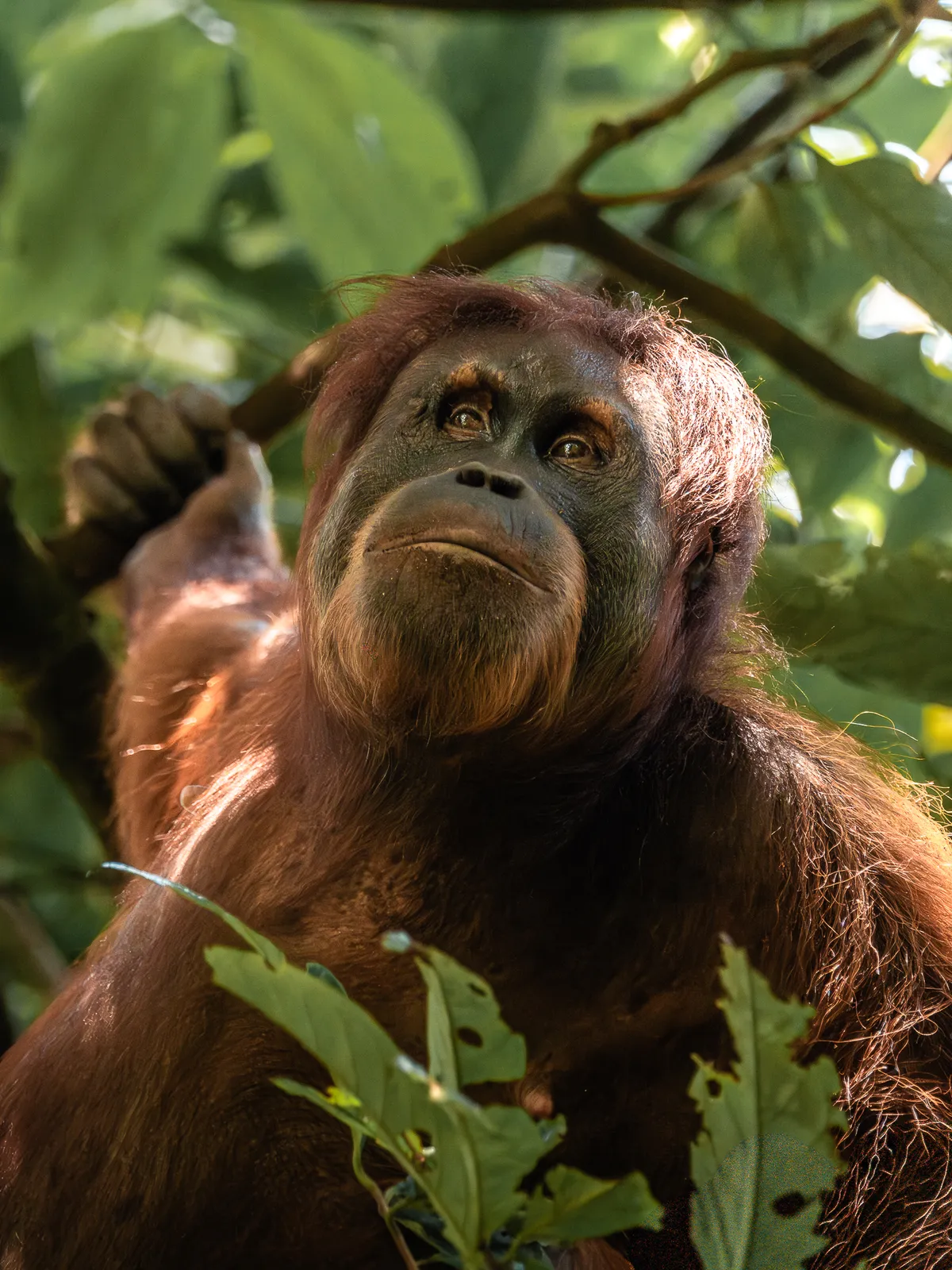 Wildlife photography, Sumatra, Indonesia