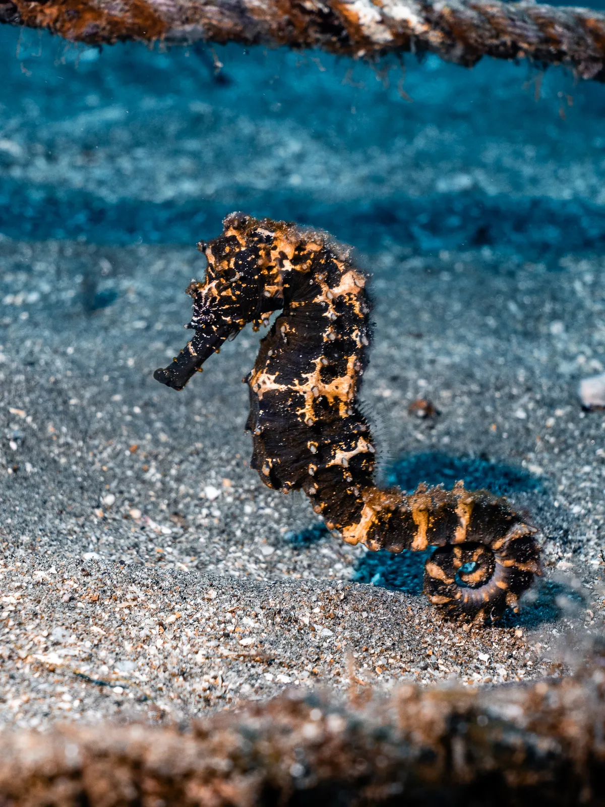 Underwater photography, Dauin, Philippines
