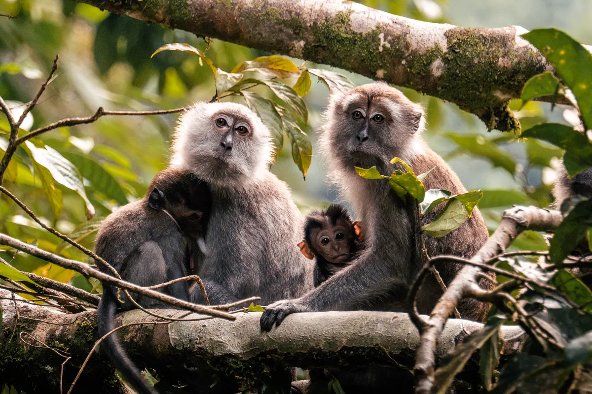 Wildlife photography, Sumatra, Indonesia