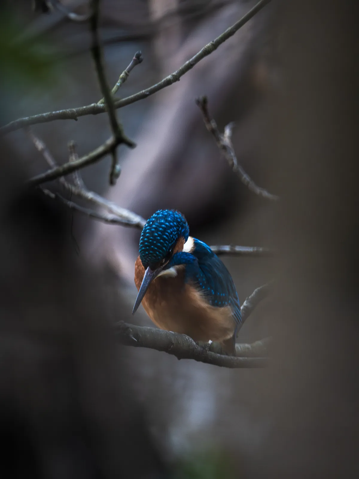 Wildlife photography, Bristol, UK