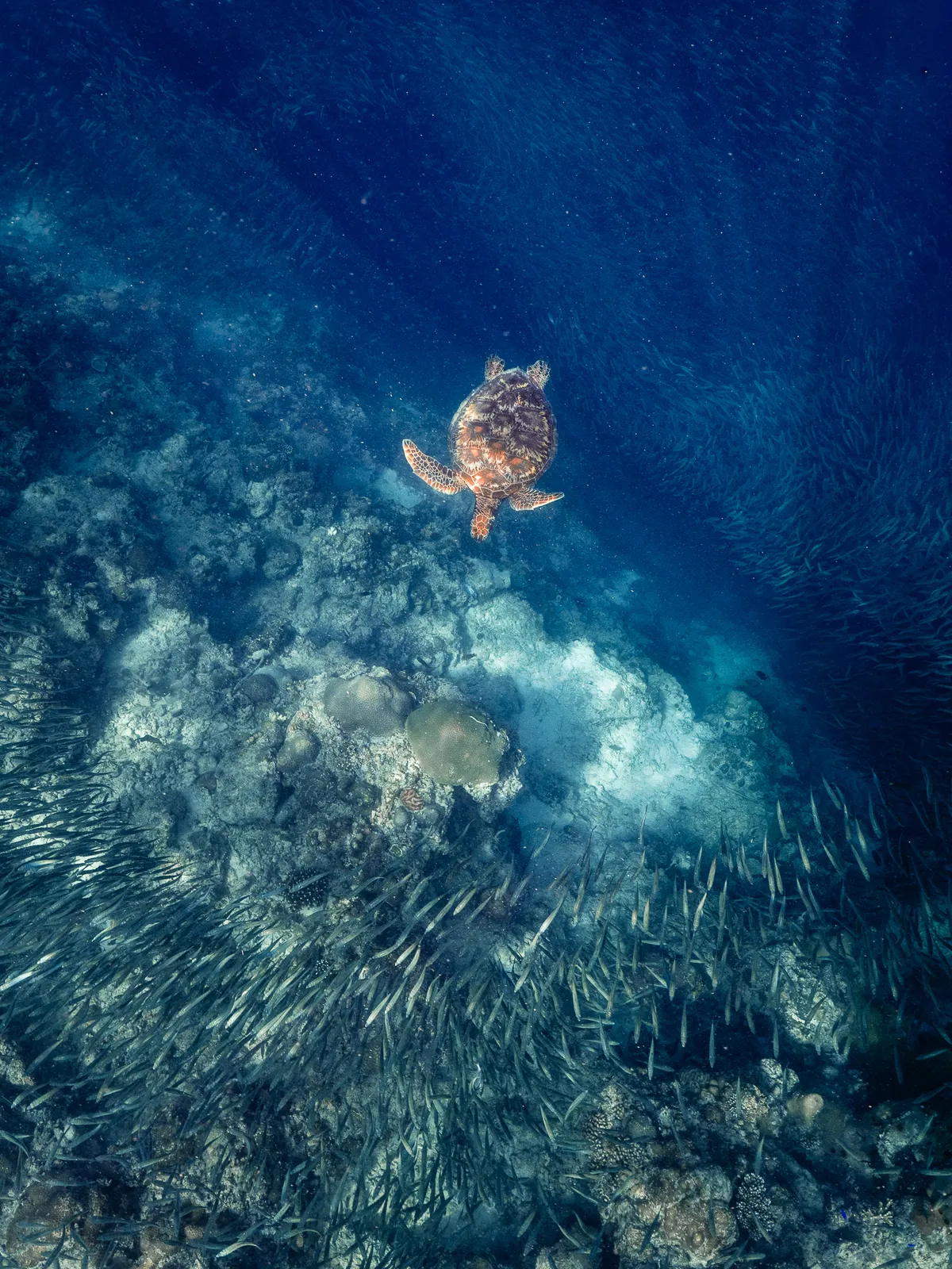 Underwater photography, Moalboal, Philippines