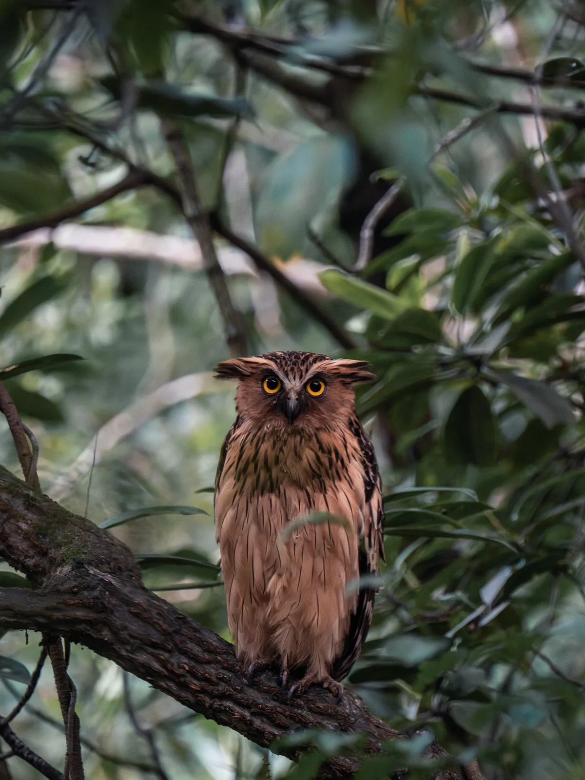 Wildlife photography, Singapore