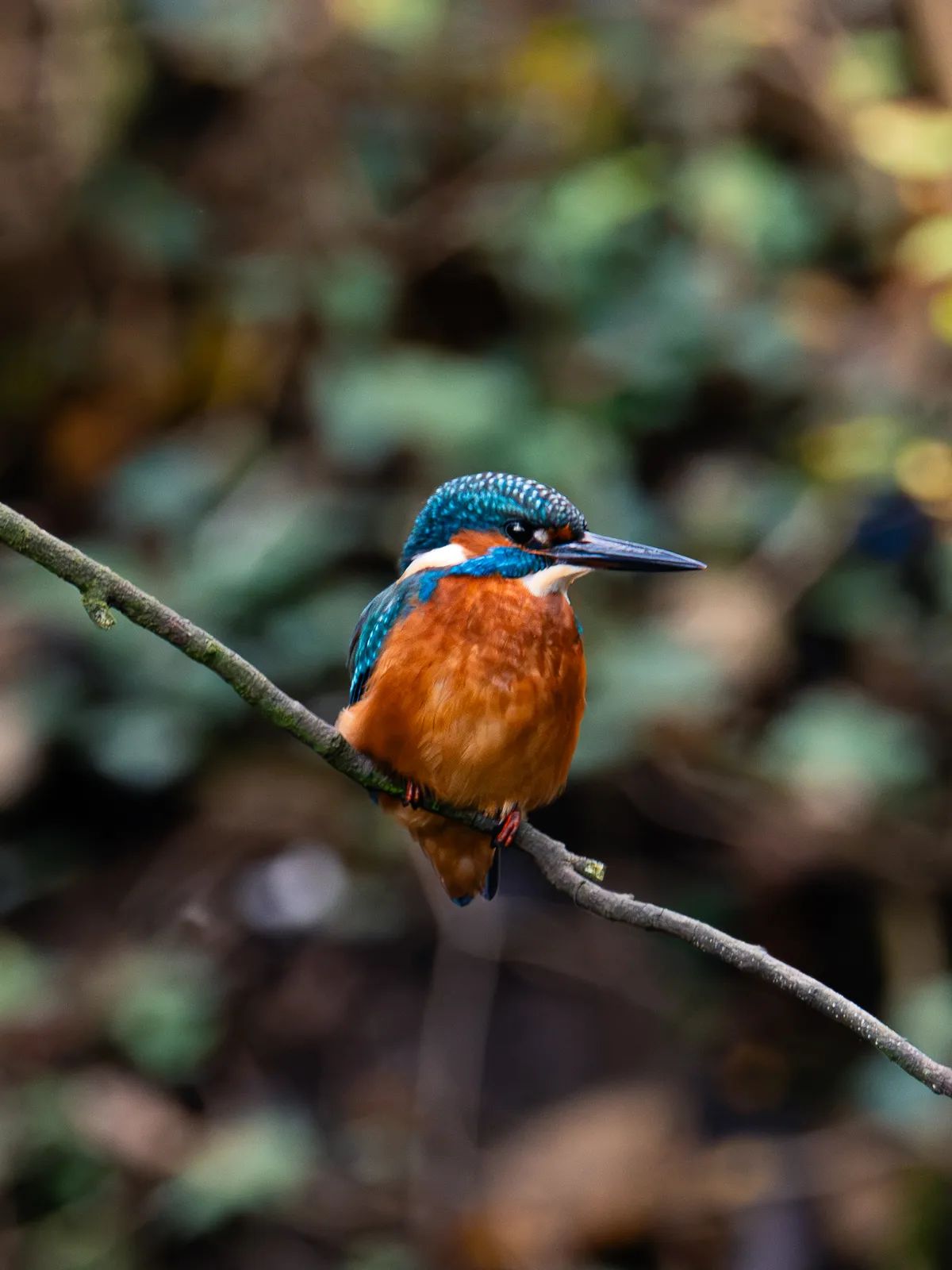 Wildlife photography, Bristol, UK
