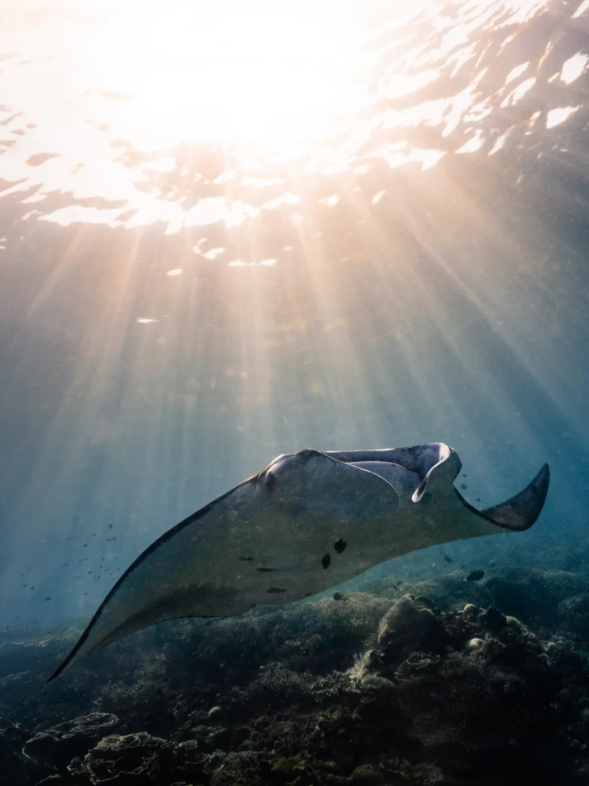 Underwater photography, Komodo, Indonesia