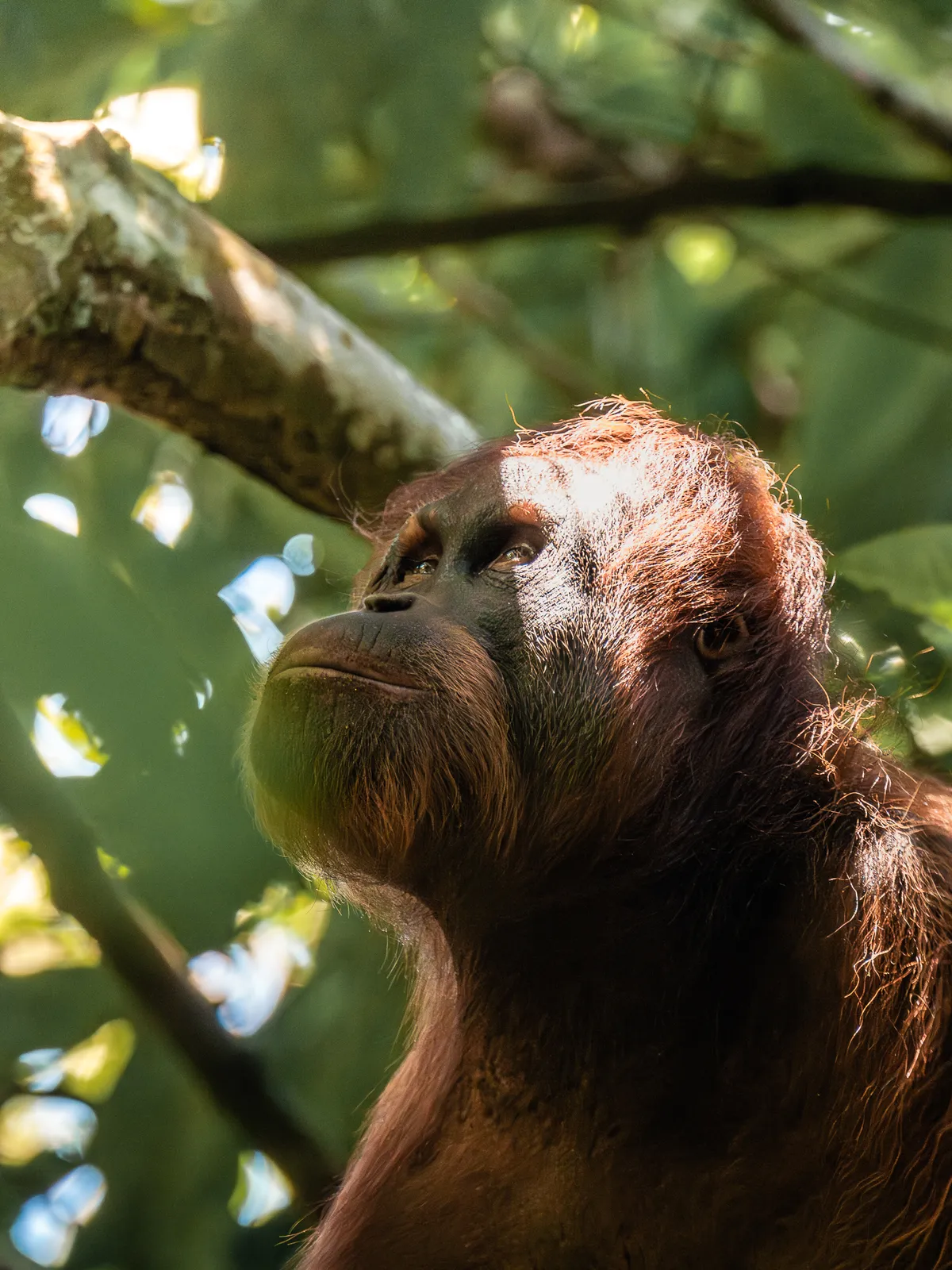 Wildlife photography, Sumatra, Indonesia