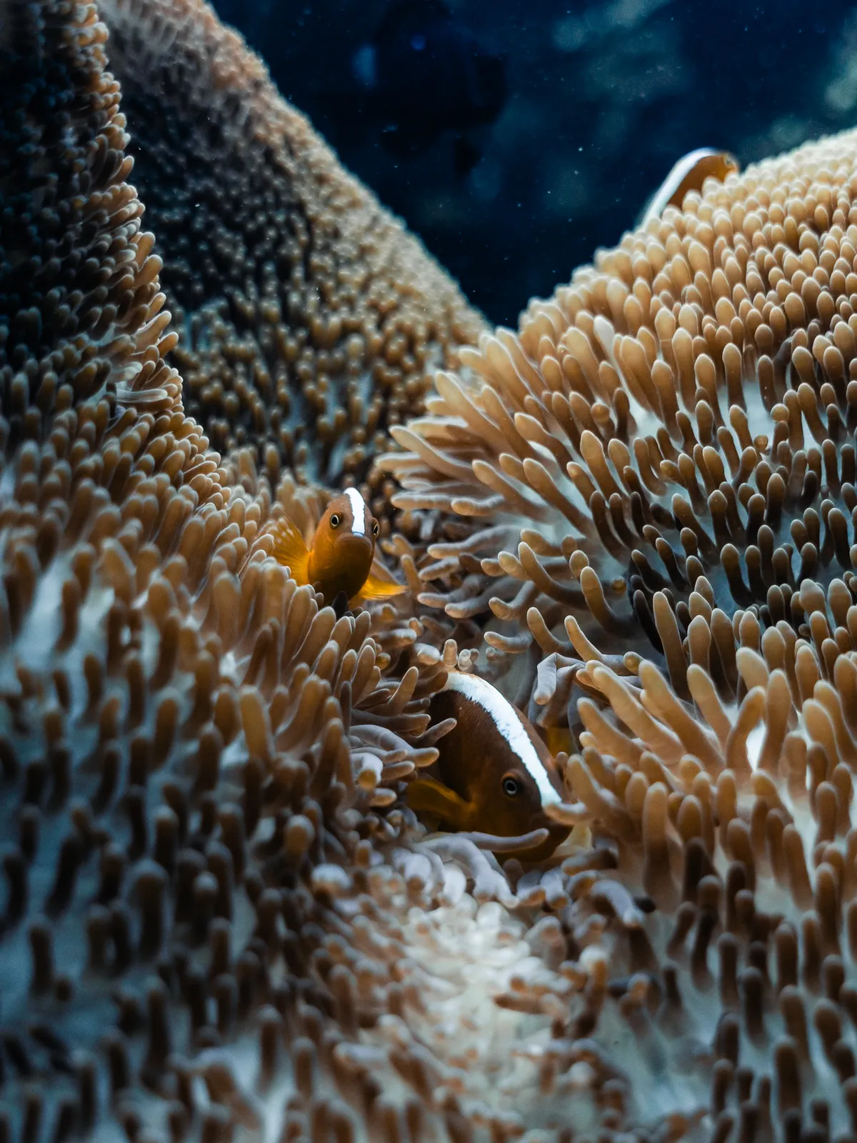 Underwater photography, Amed, Bali