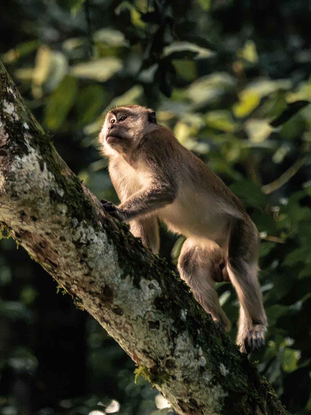 Wildlife photography, Sumatra, Indonesia