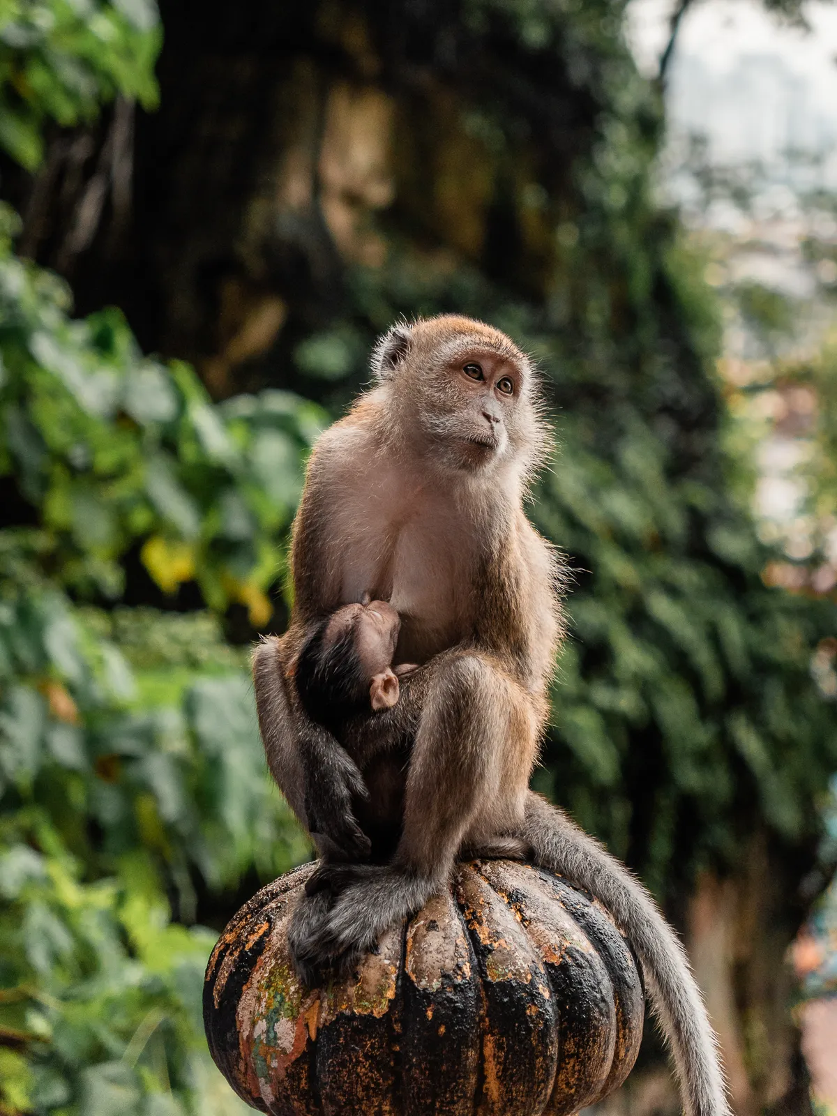 Wildlife photography, Kuala Lumpur, Malaysia