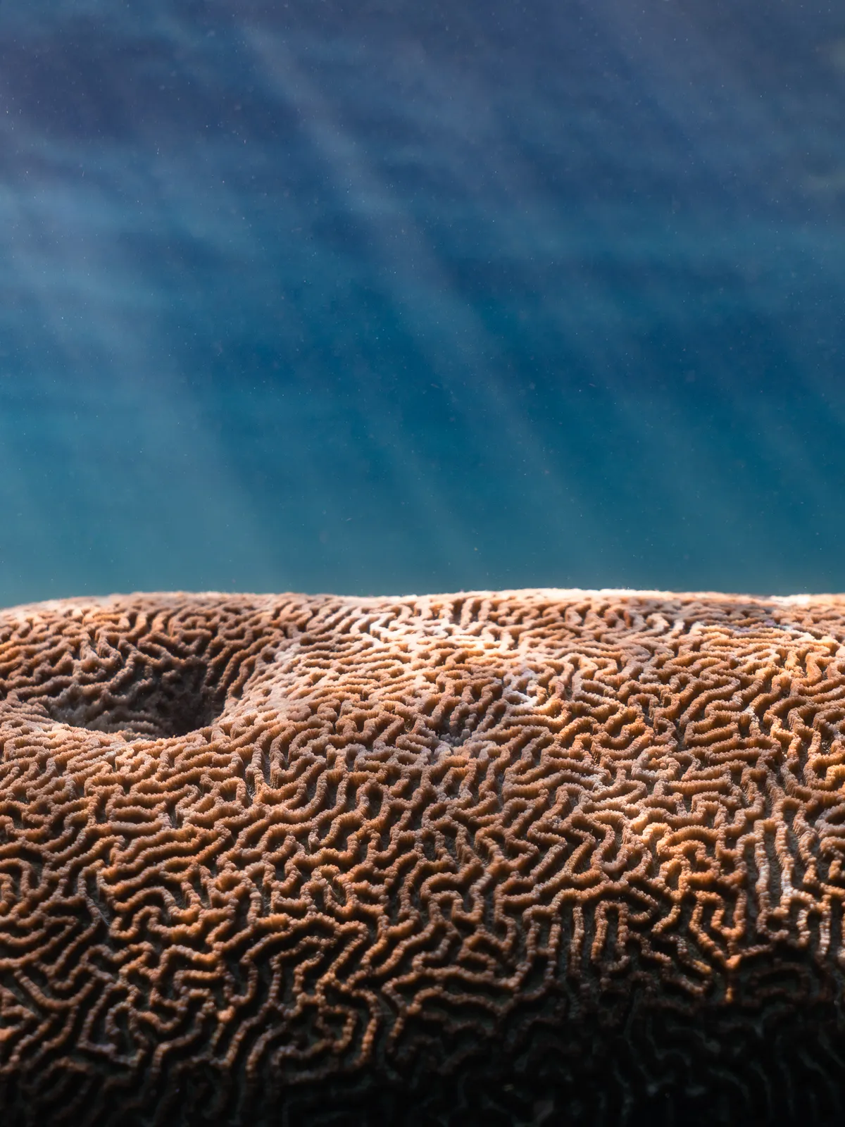 Underwater photography, Raja Ampat, Indonesia