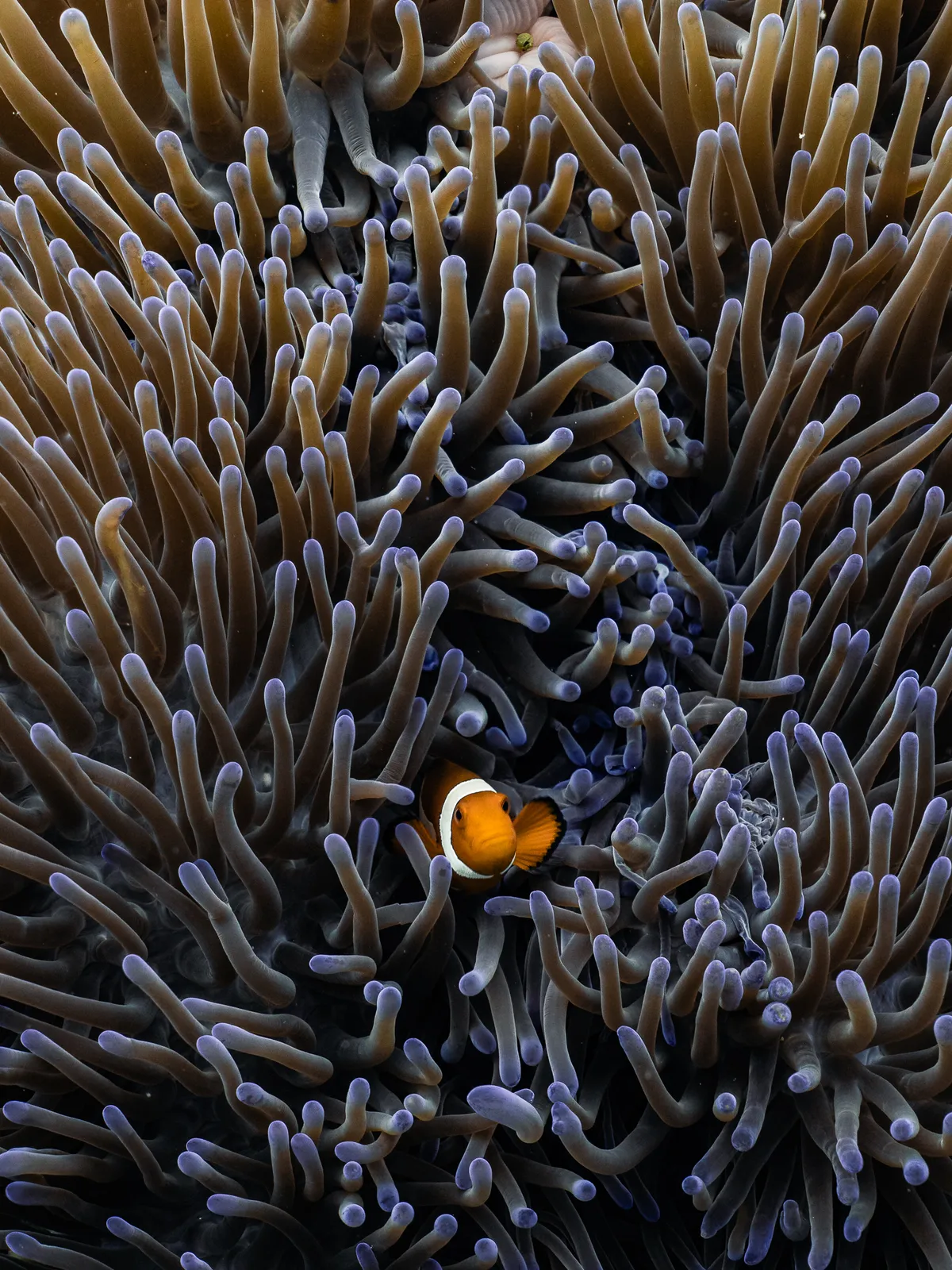 Underwater photography, Balicasag, Philippines