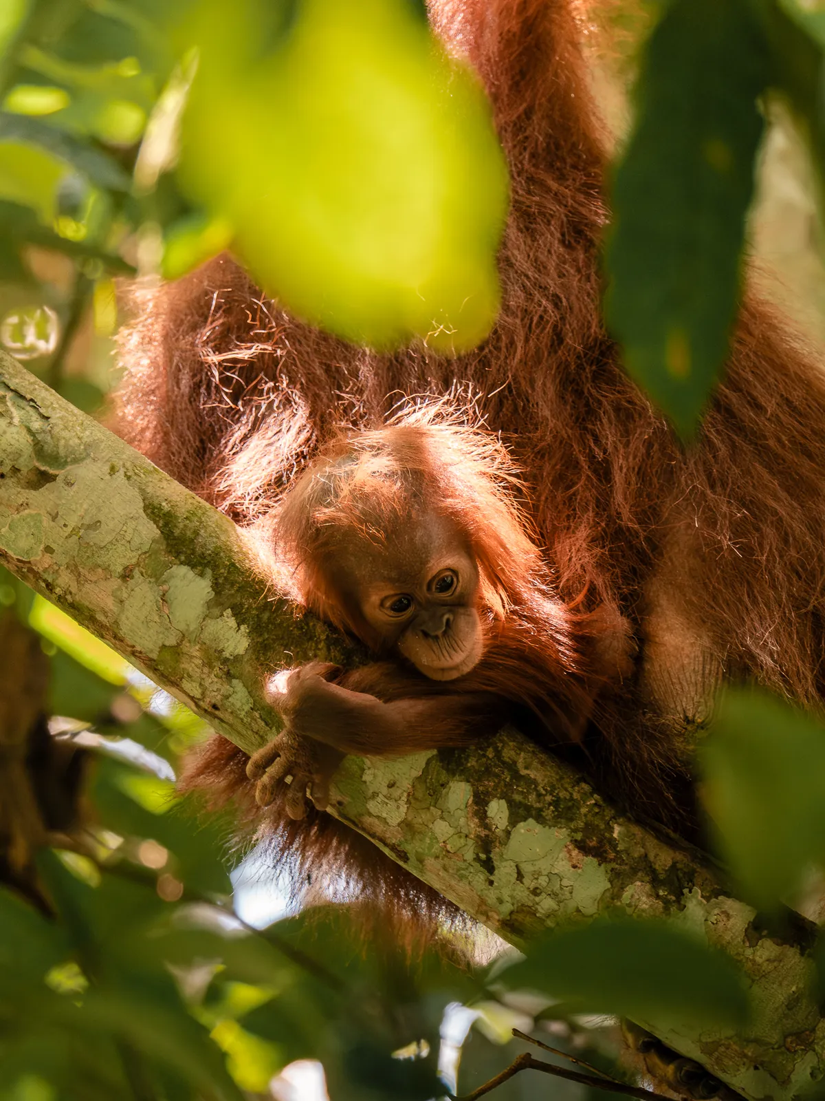 Wildlife photography, Sumatra, Indonesia