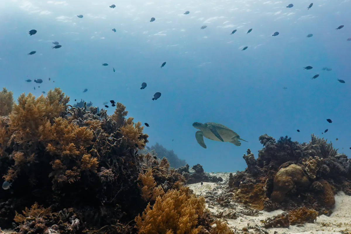 Underwater photography, Balicasag, Philippines