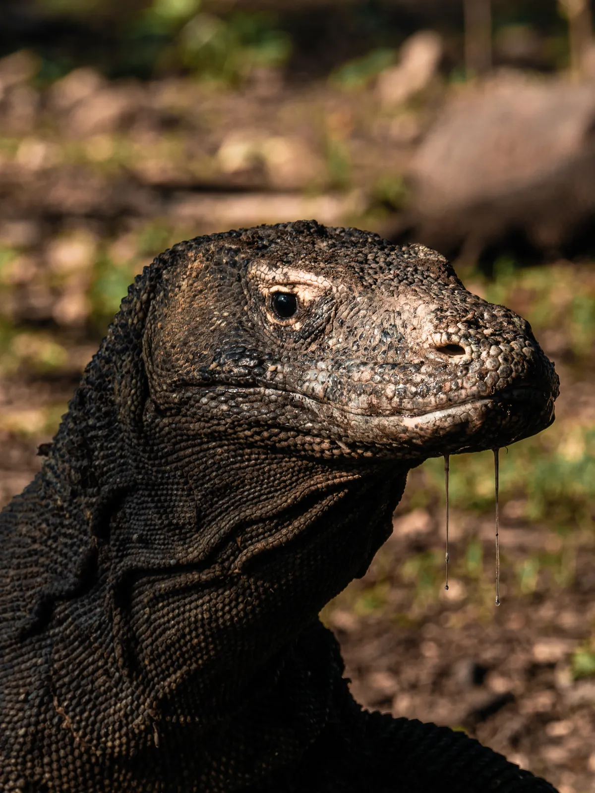 Wildlife photography, Komodo, Indonesia
