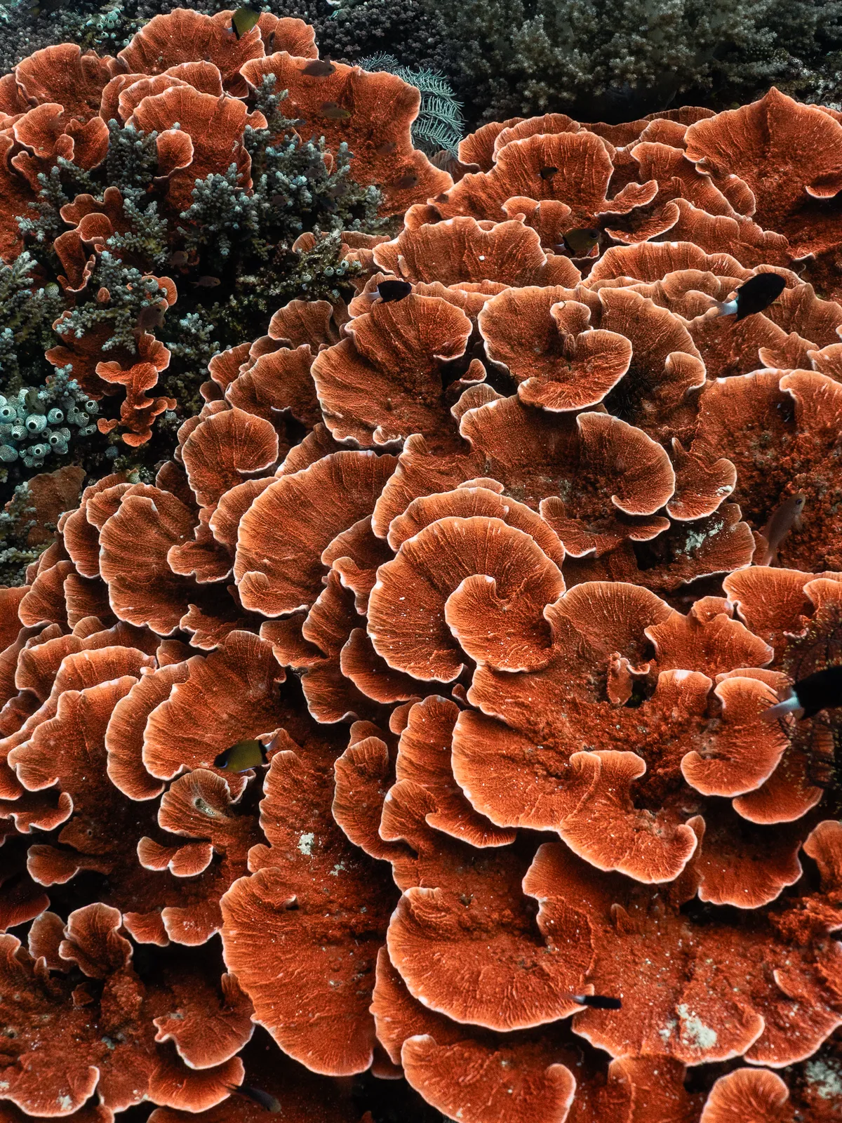 Underwater photography, Komodo, Indonesia