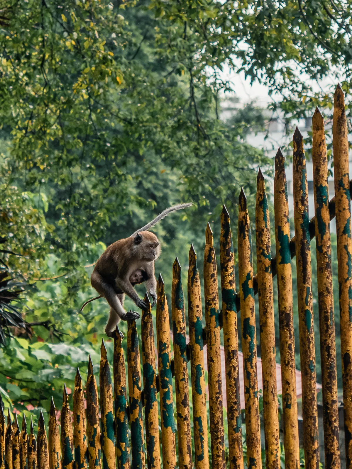 Wildlife photography, Kuala Lumpur, Malaysia