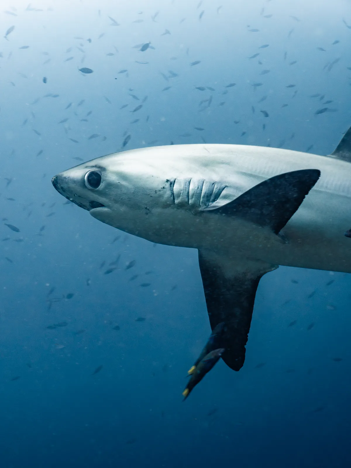 Underwater photography, Malapascua, Philippines