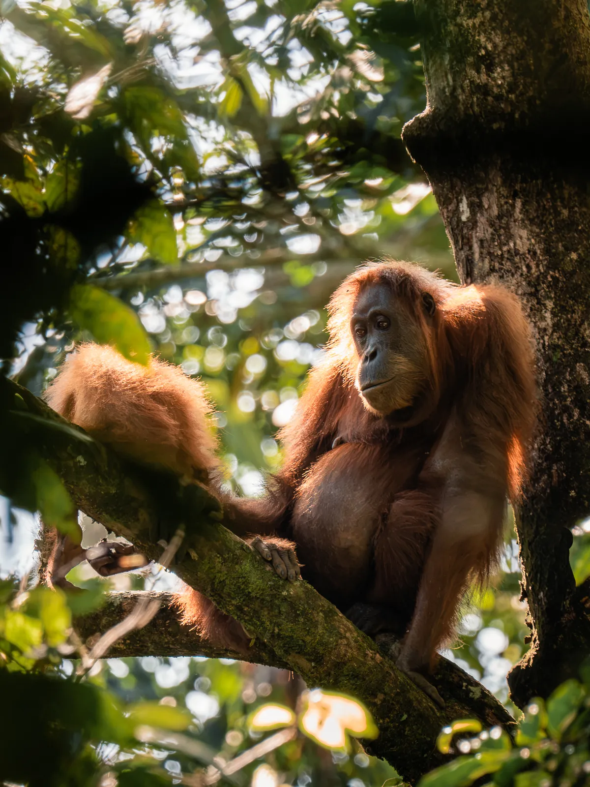 Wildlife photography, Sumatra, Indonesia