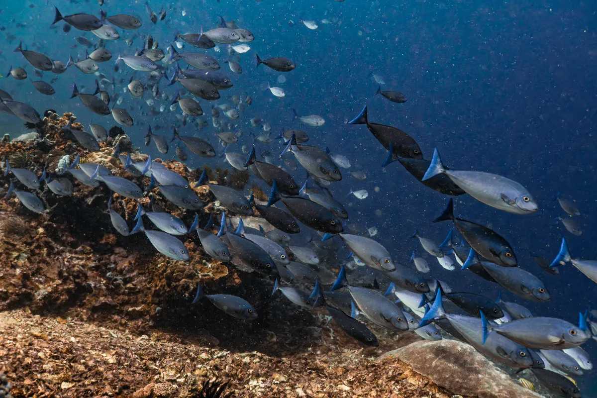Underwater photography, Nusa Penida, Bali