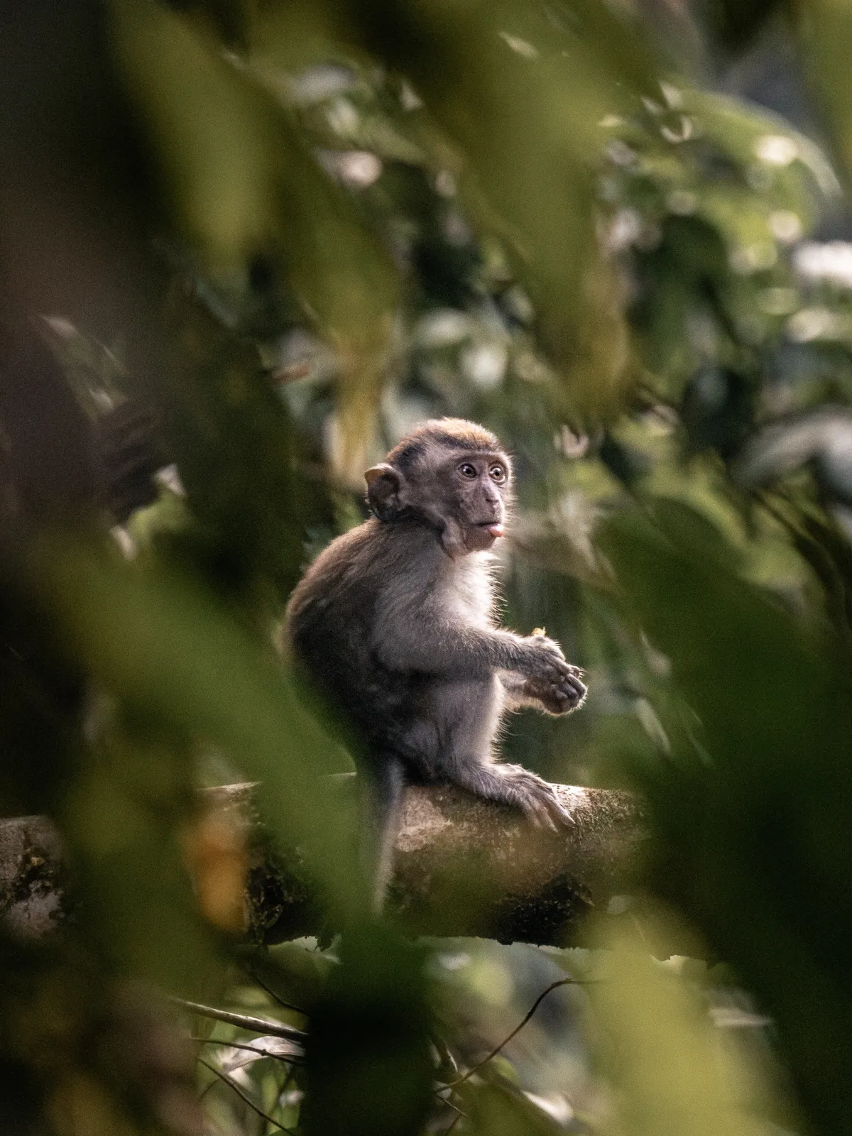 Wildlife photography, Sumatra, Indonesia