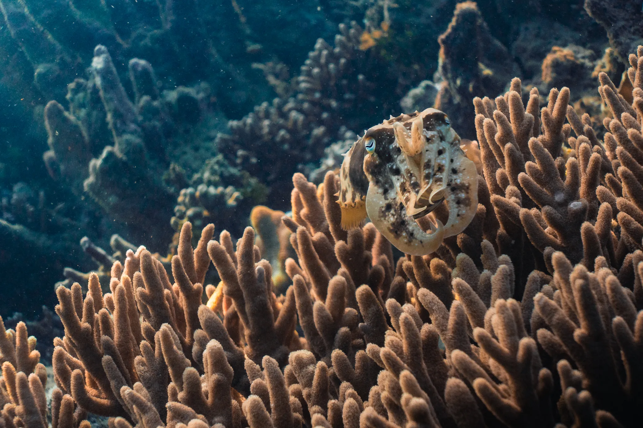 Broadclub cuttlefish over staghorn coral