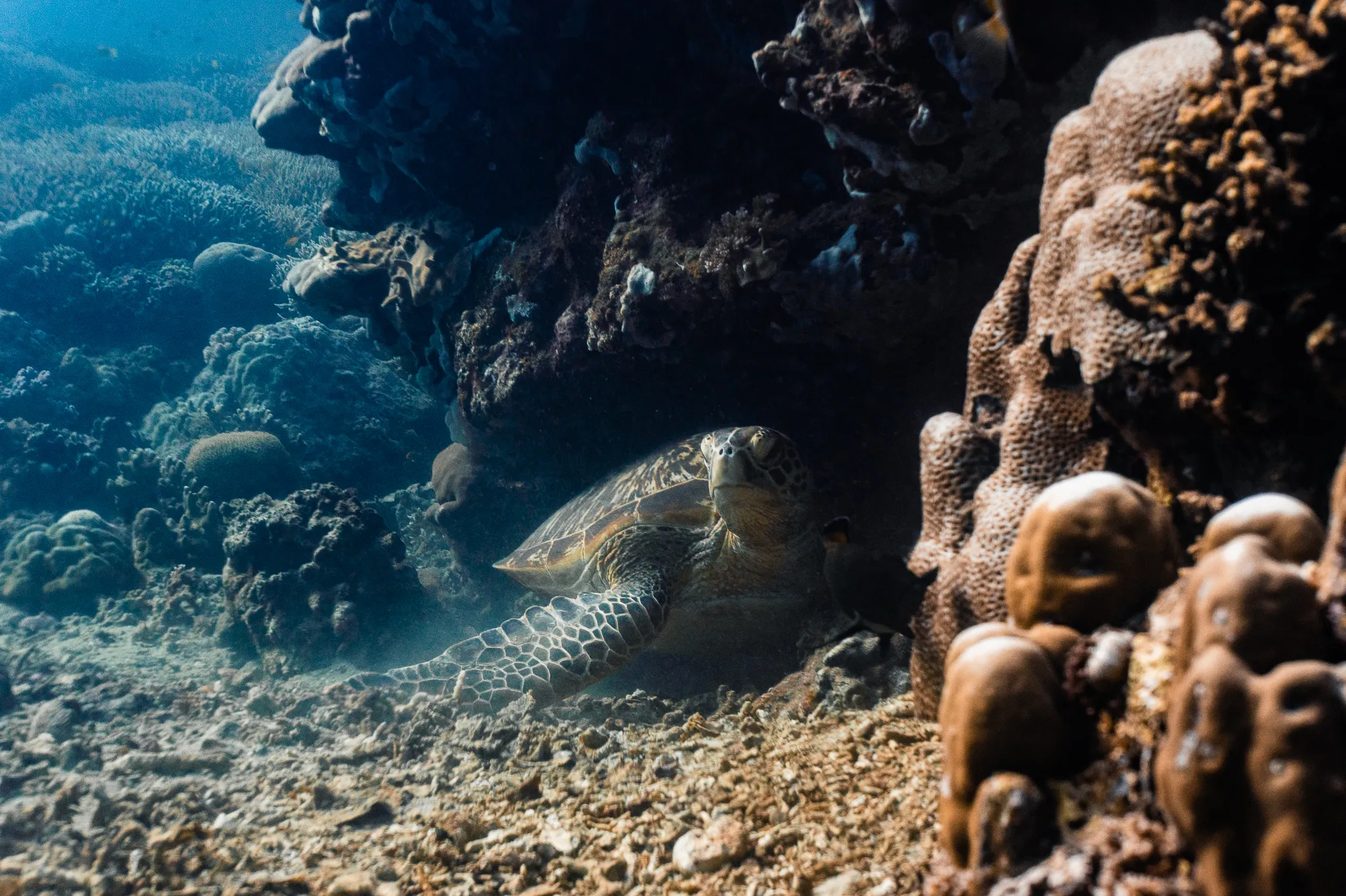 Green turtle on the reef