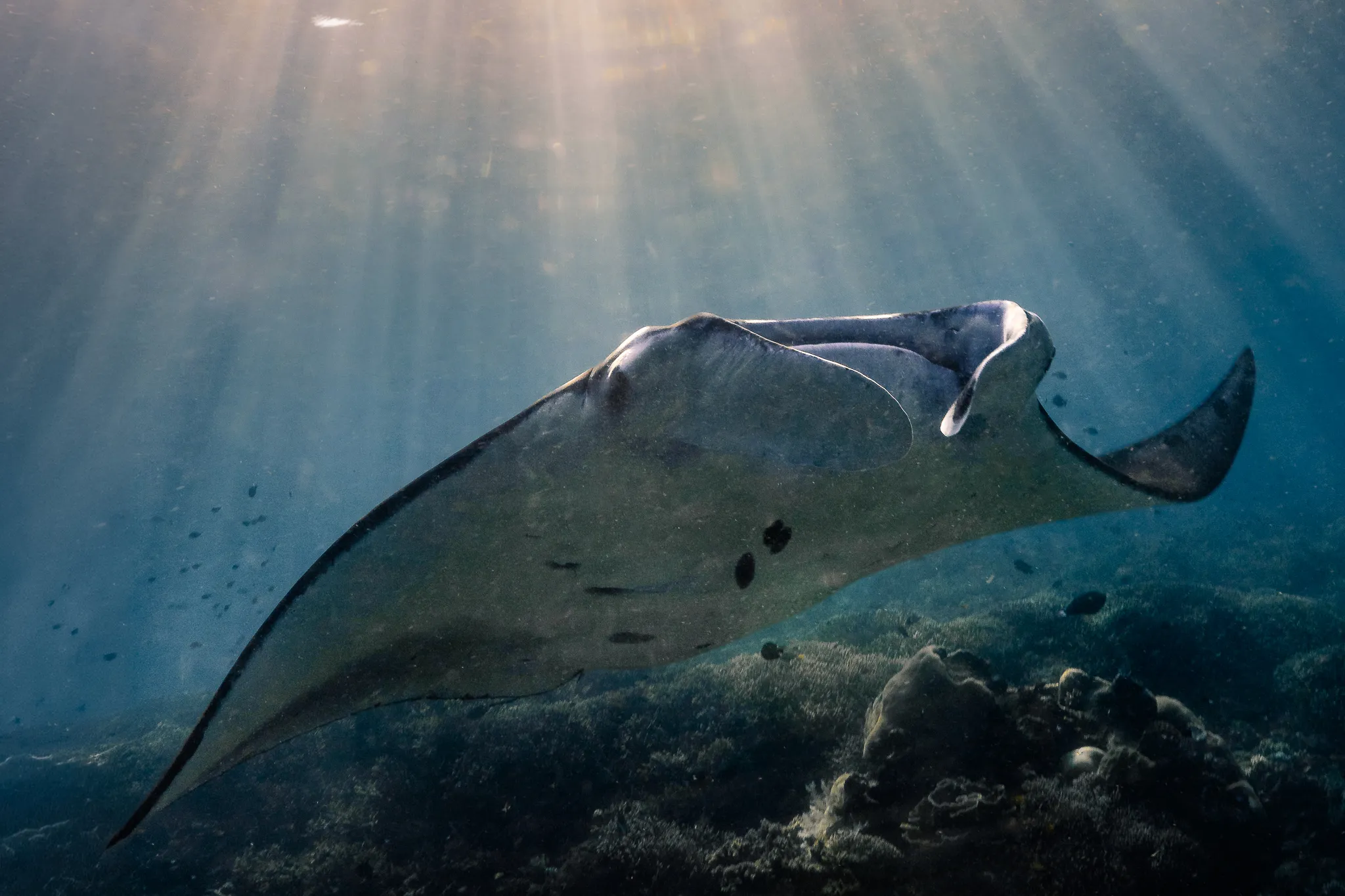 Reef manta in sunbeams