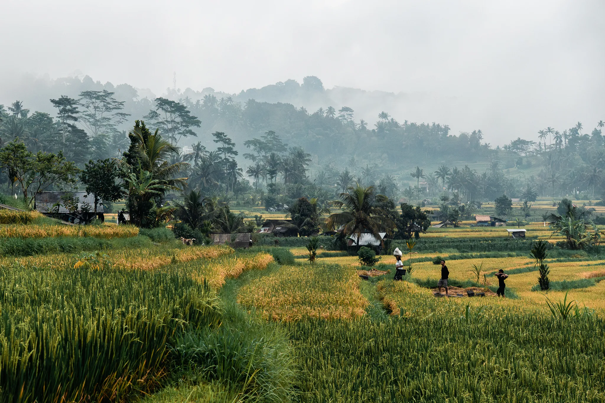 Rice terraces in mist, Sidemen, Bali